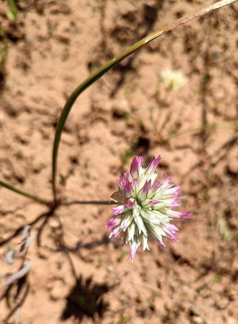 Cuddy Mountain Onion photo 4