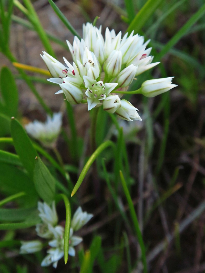 Cuddy Mountain Onion photo 5