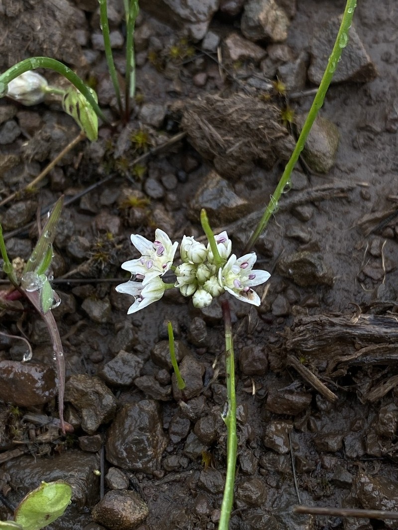 Cuddy Mountain Onion photo 6