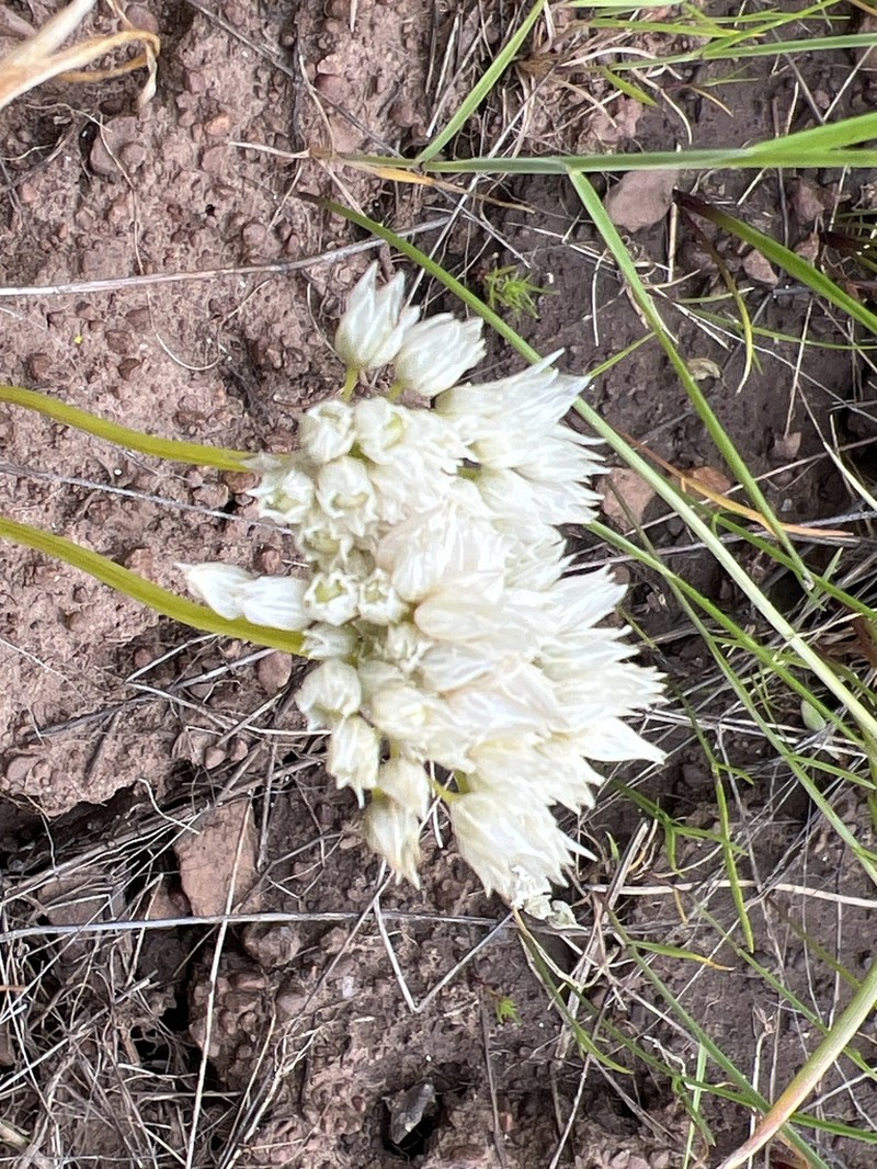 Cuddy Mountain Onion photo 7