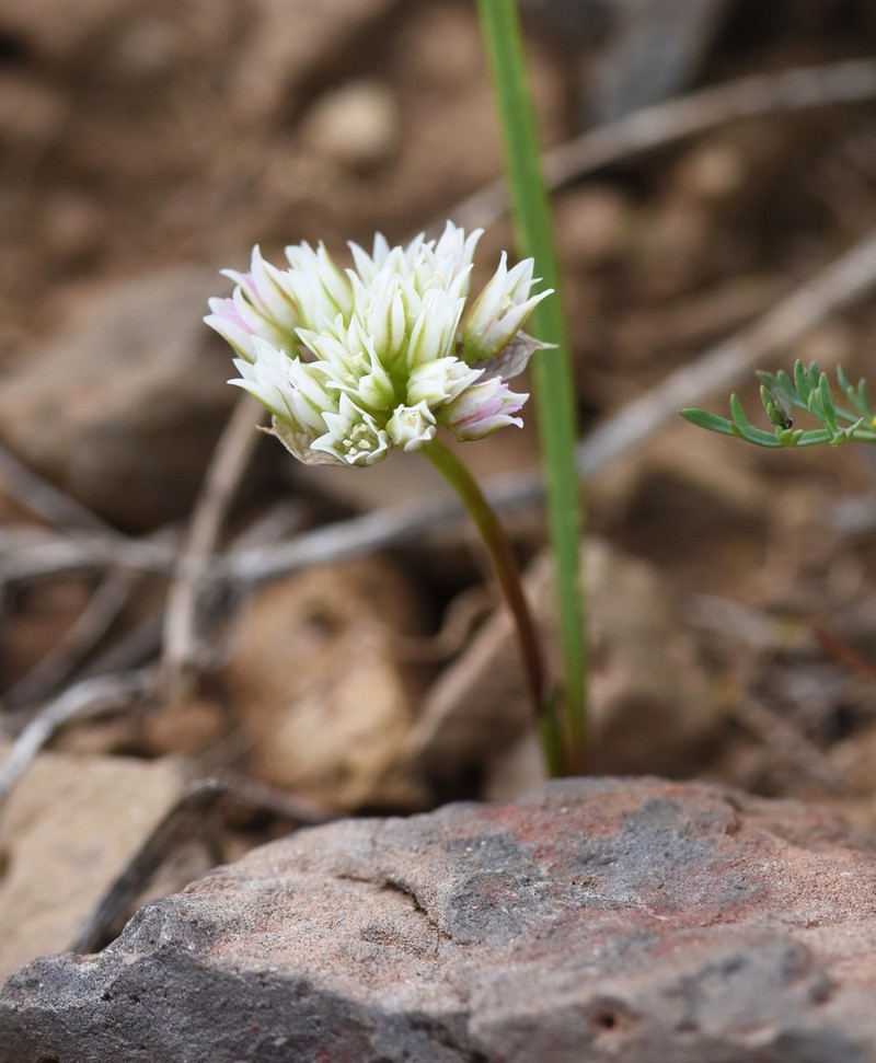 Cuddy Mountain Onion photo 8