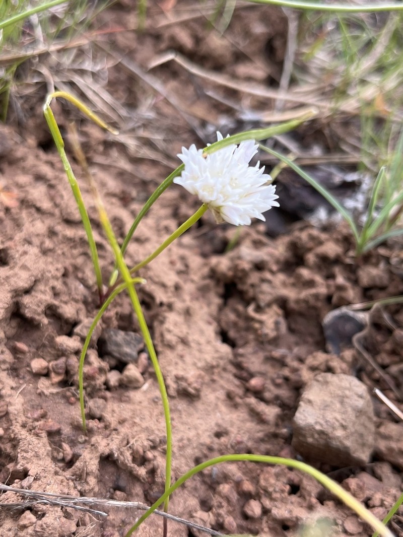 Cuddy Mountain Onion photo 9