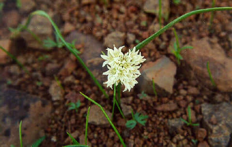 Cuddy Mountain Onion