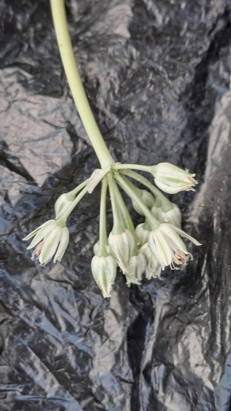 Allium filidens