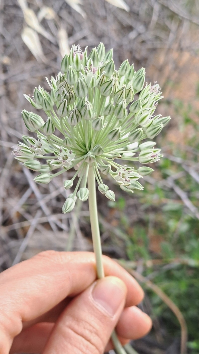 Allium filidens photo 4
