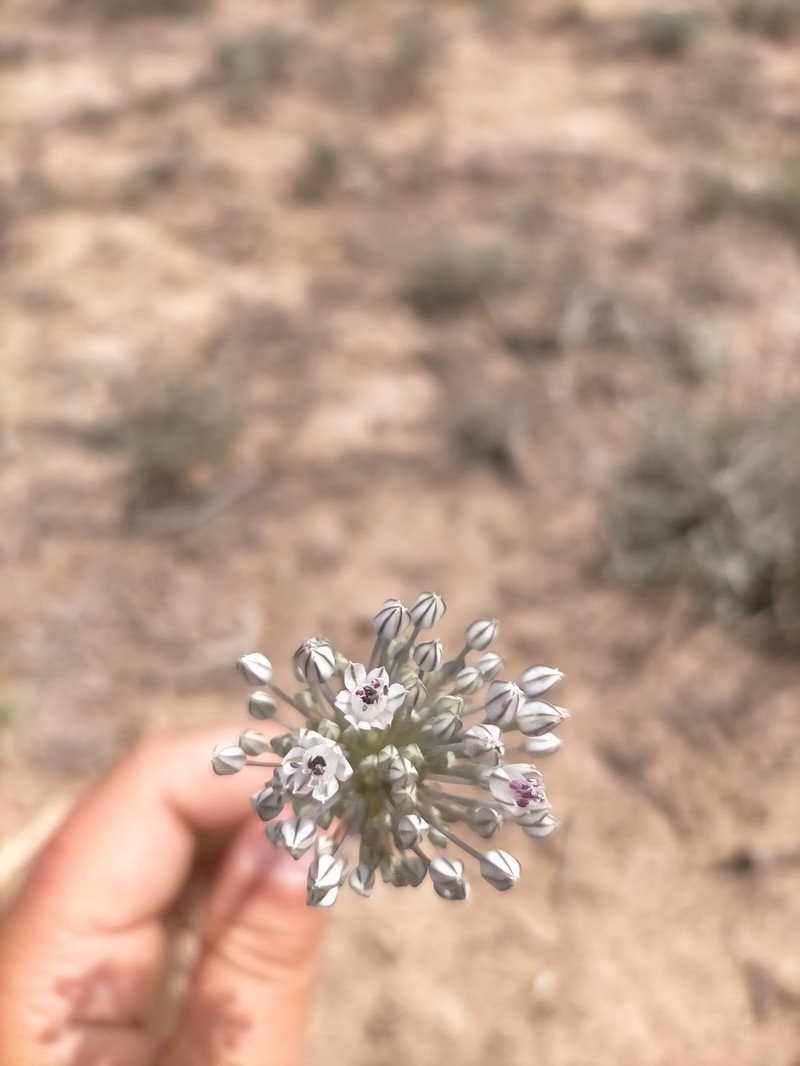 Allium filidens photo 7