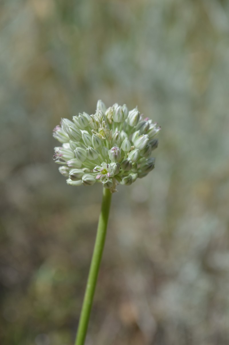 Allium filidens photo 8