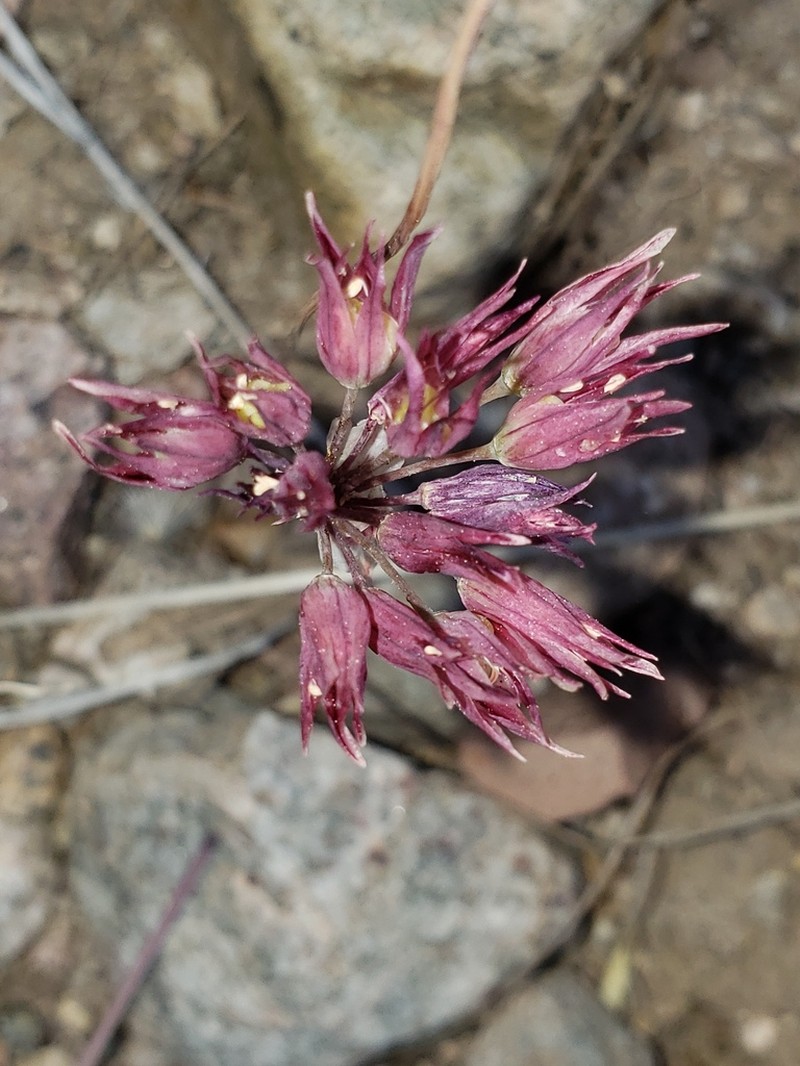 Fringed Onion photo 5