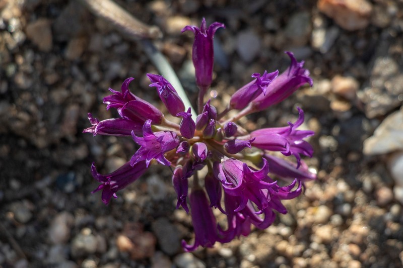 Fringed Onion photo 6
