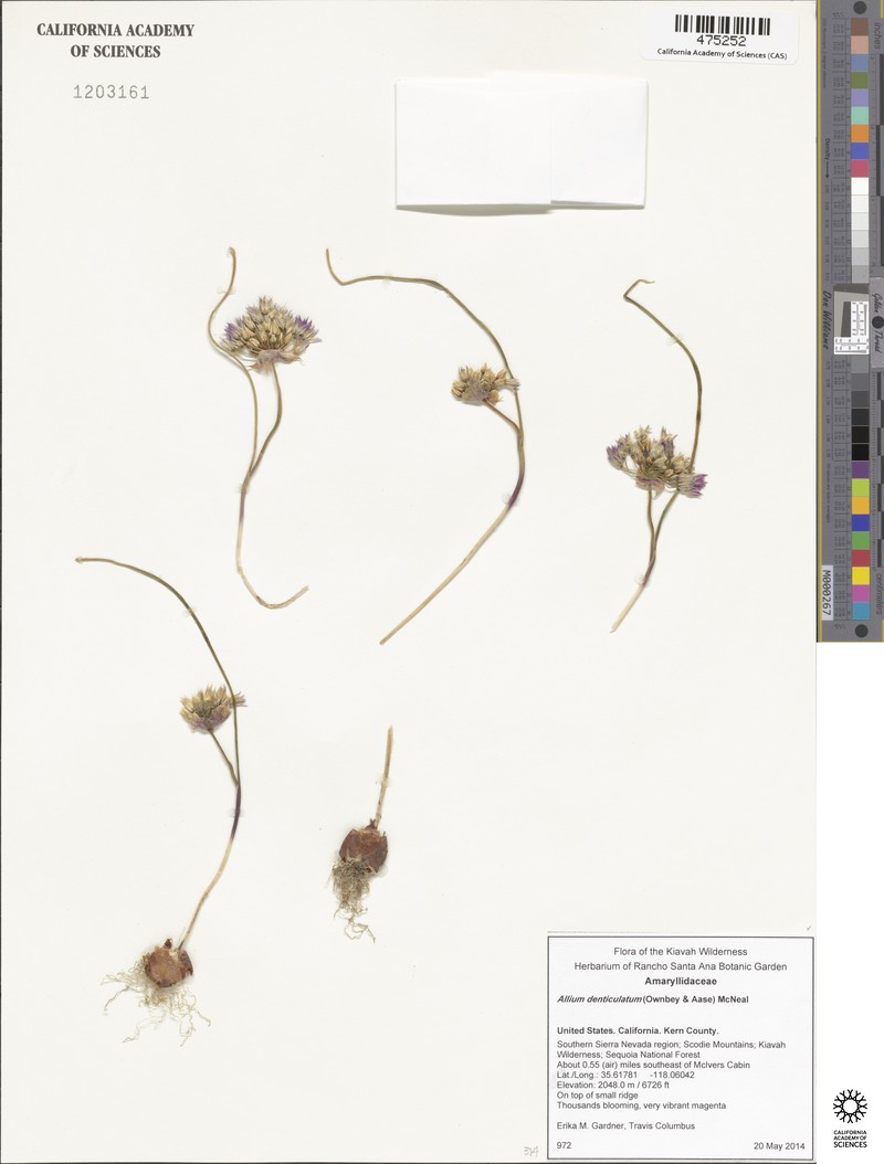Allium fimbriatum var. denticulatum