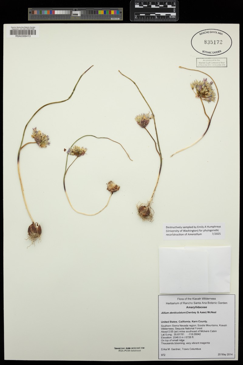 Allium fimbriatum var. denticulatum photo 2
