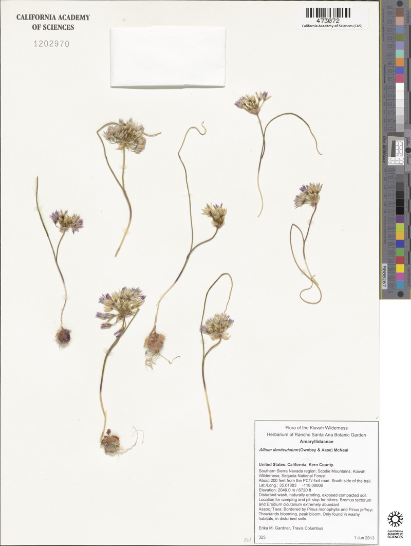 Allium fimbriatum var. denticulatum photo 3