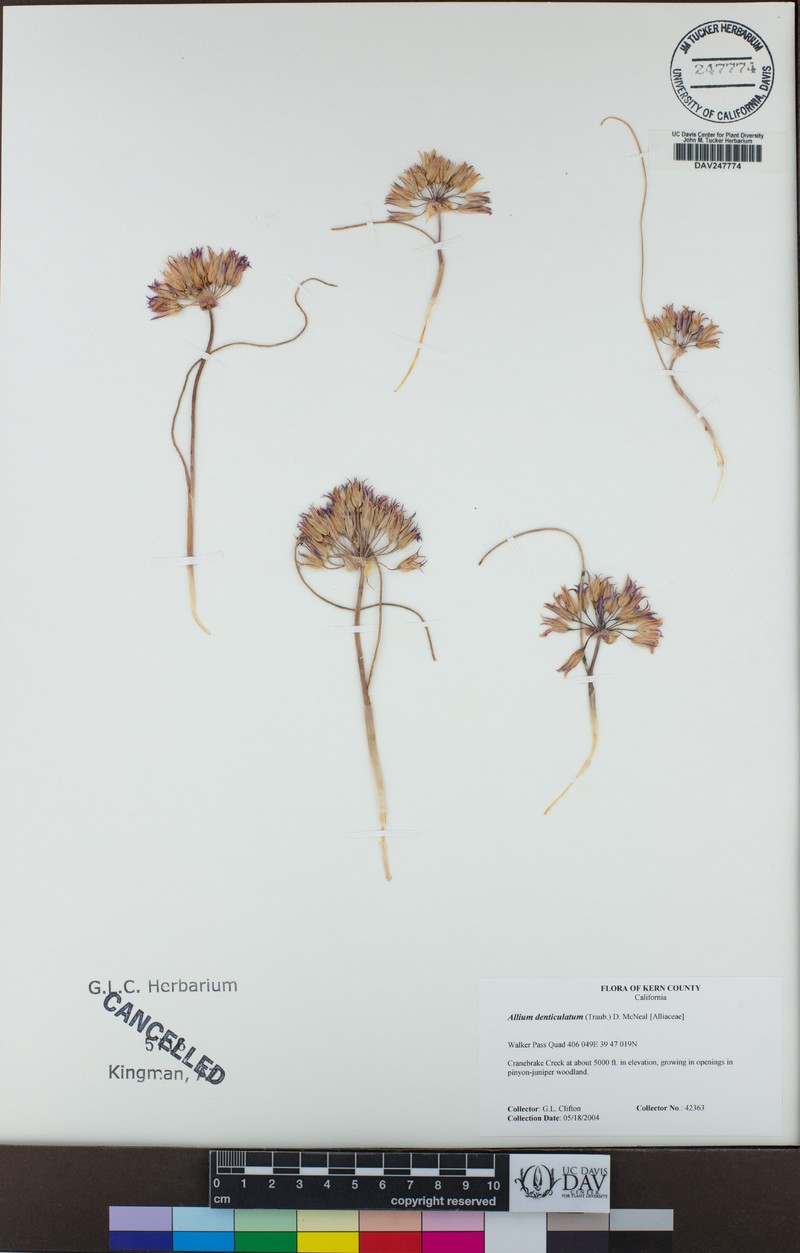 Allium fimbriatum var. denticulatum photo 4