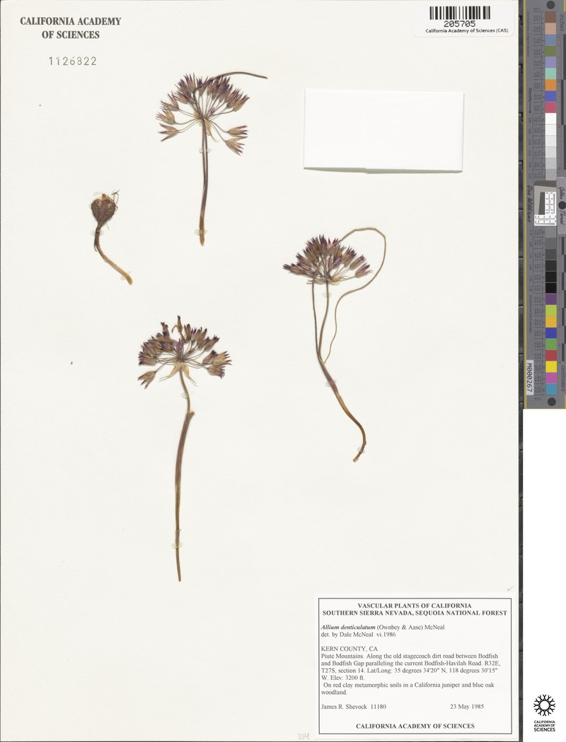 Allium fimbriatum var. denticulatum photo 5