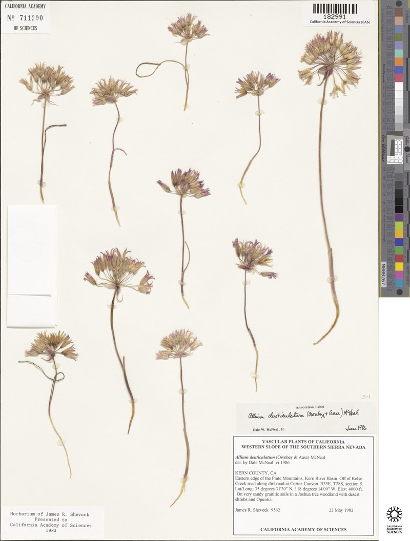 Allium fimbriatum var. denticulatum photo 6