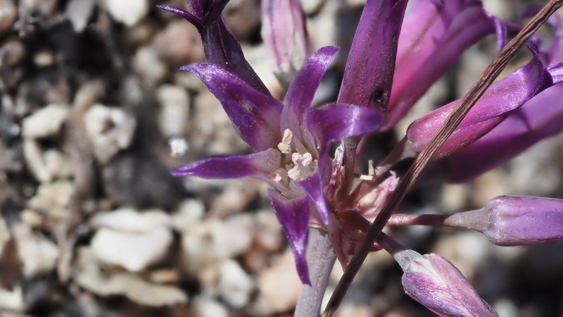 Allium fimbriatum var. fimbriatum