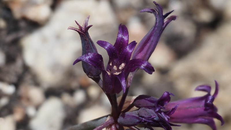 Allium fimbriatum var. fimbriatum photo 2