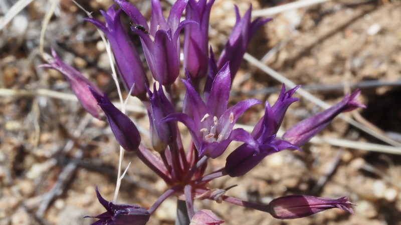 Allium fimbriatum var. fimbriatum photo 3