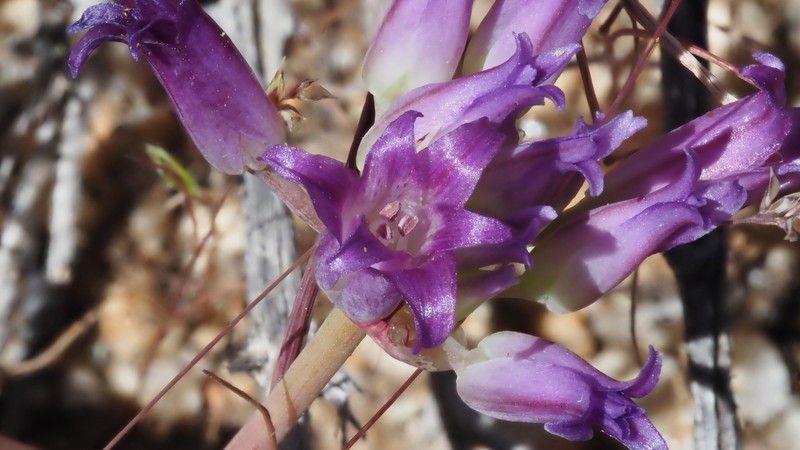Allium fimbriatum var. fimbriatum photo 4