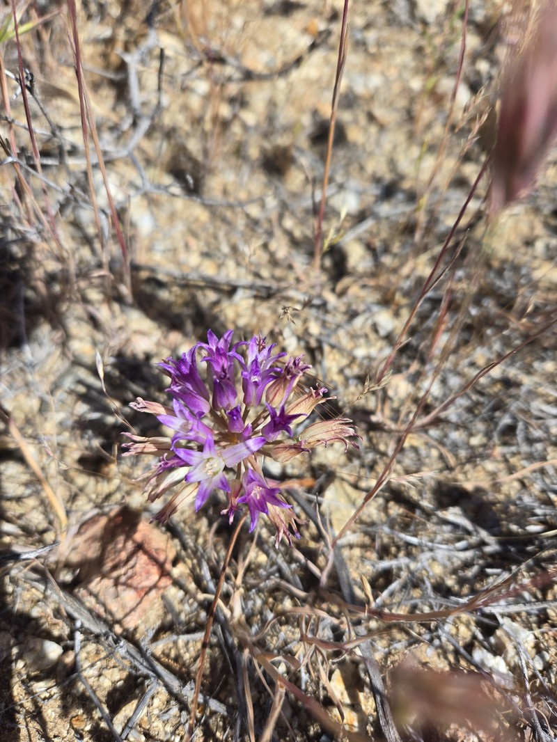 Allium fimbriatum var. fimbriatum photo 5