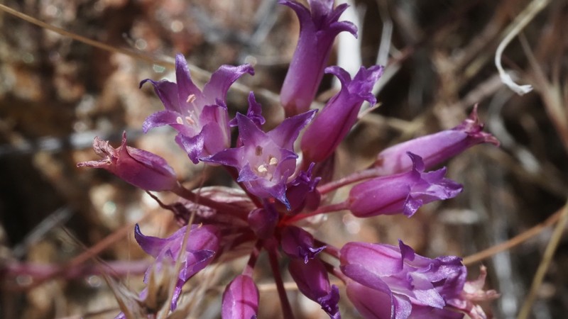 Allium fimbriatum var. fimbriatum photo 6