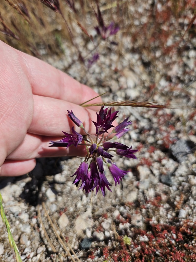 Allium fimbriatum var. fimbriatum photo 8