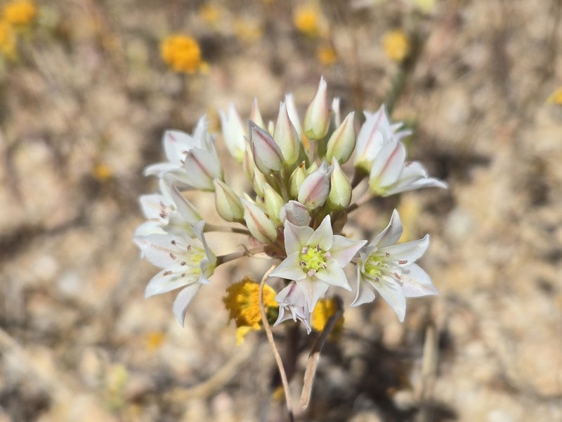 Allium fimbriatum var. mohavense