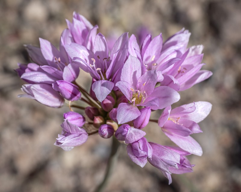 Allium fimbriatum var. mohavense photo 2