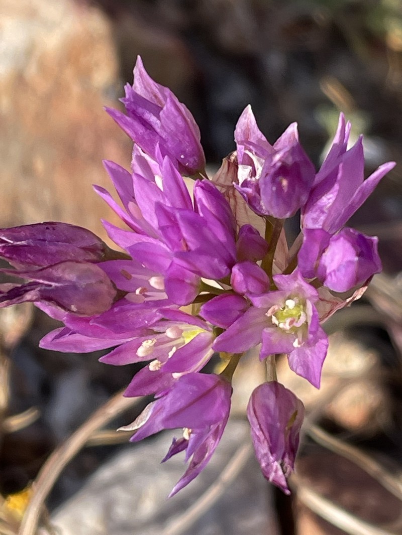 Allium fimbriatum var. mohavense photo 3
