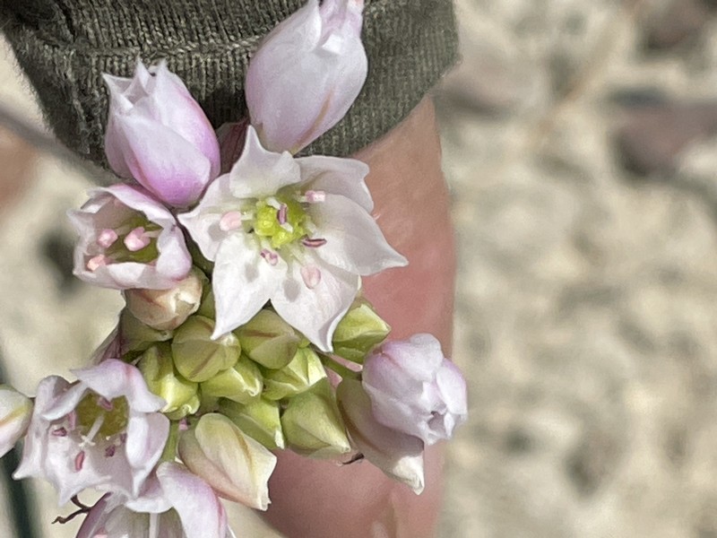 Allium fimbriatum var. mohavense photo 4