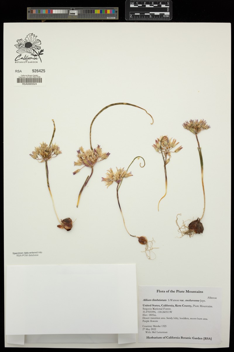 Allium fimbriatum var. mohavense photo 5