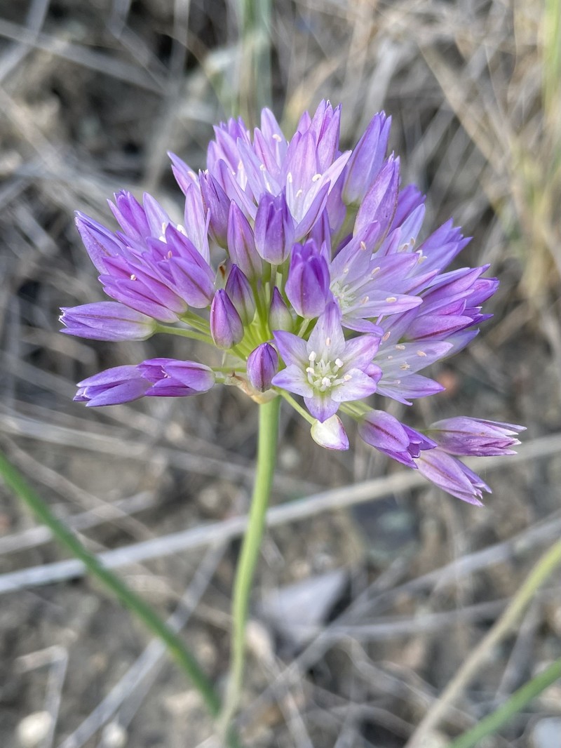 Allium fimbriatum var. purdyi