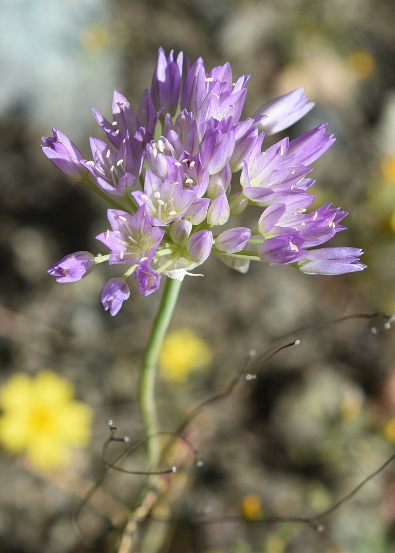Allium fimbriatum var. purdyi photo 2