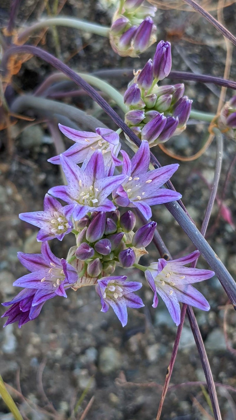 Allium fimbriatum var. purdyi photo 3