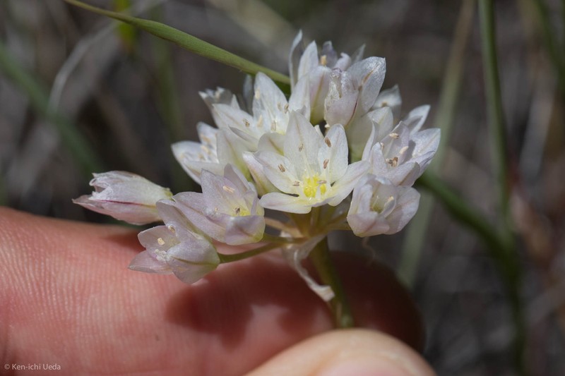 Allium fimbriatum var. purdyi photo 4