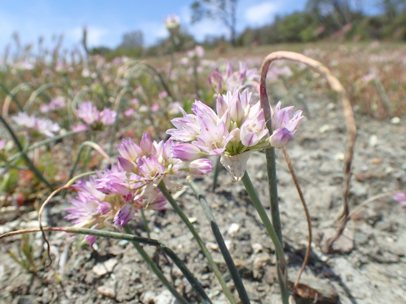 Allium fimbriatum var. purdyi photo 5