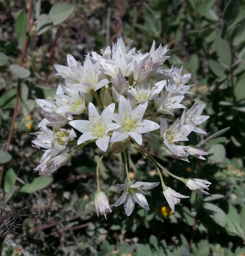 Allium fimbriatum var. purdyi photo 6