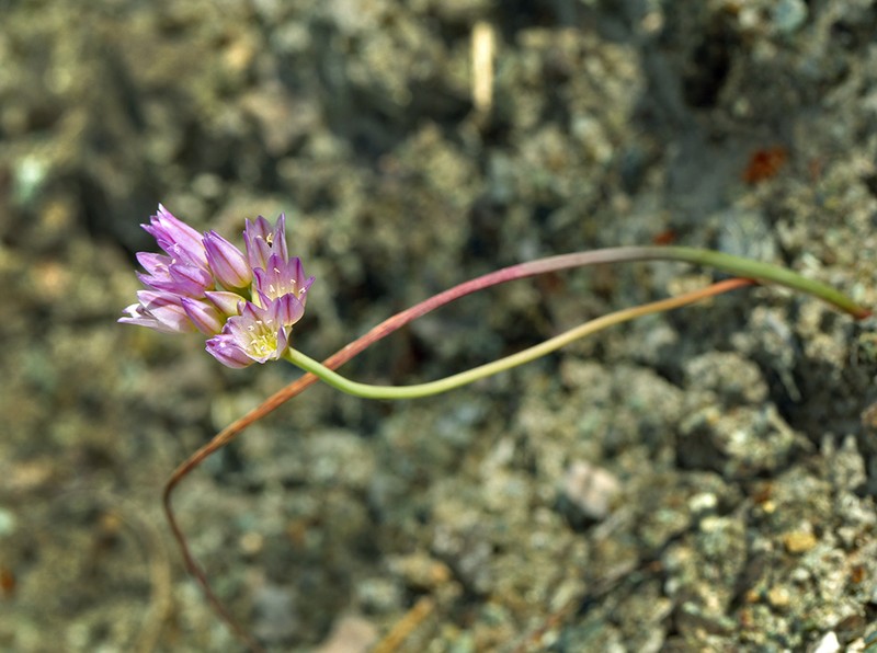 Allium fimbriatum var. purdyi photo 7