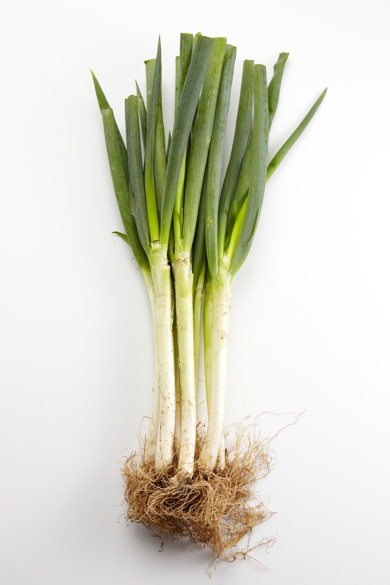 Welsh Onion photo 2