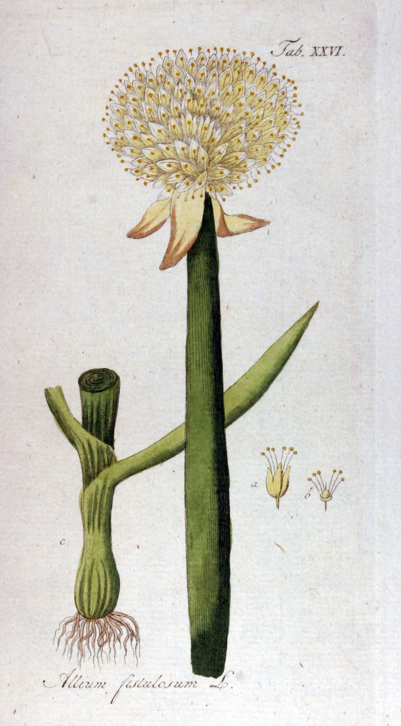Welsh Onion photo 4