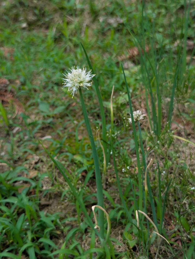 Welsh Onion photo 6