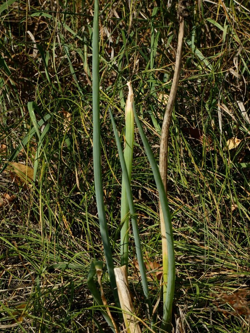 Welsh Onion photo 7