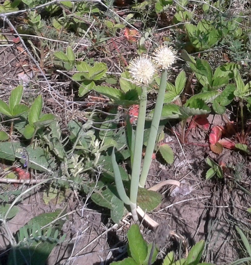 Welsh Onion photo 8