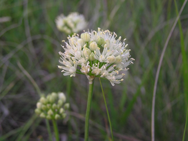 Allium flavescens