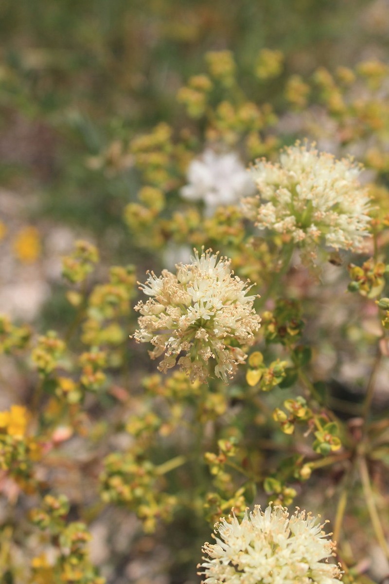 Allium flavescens photo 3