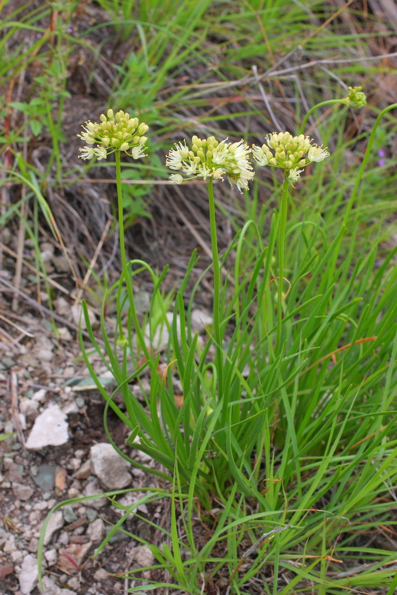 Allium flavescens photo 4