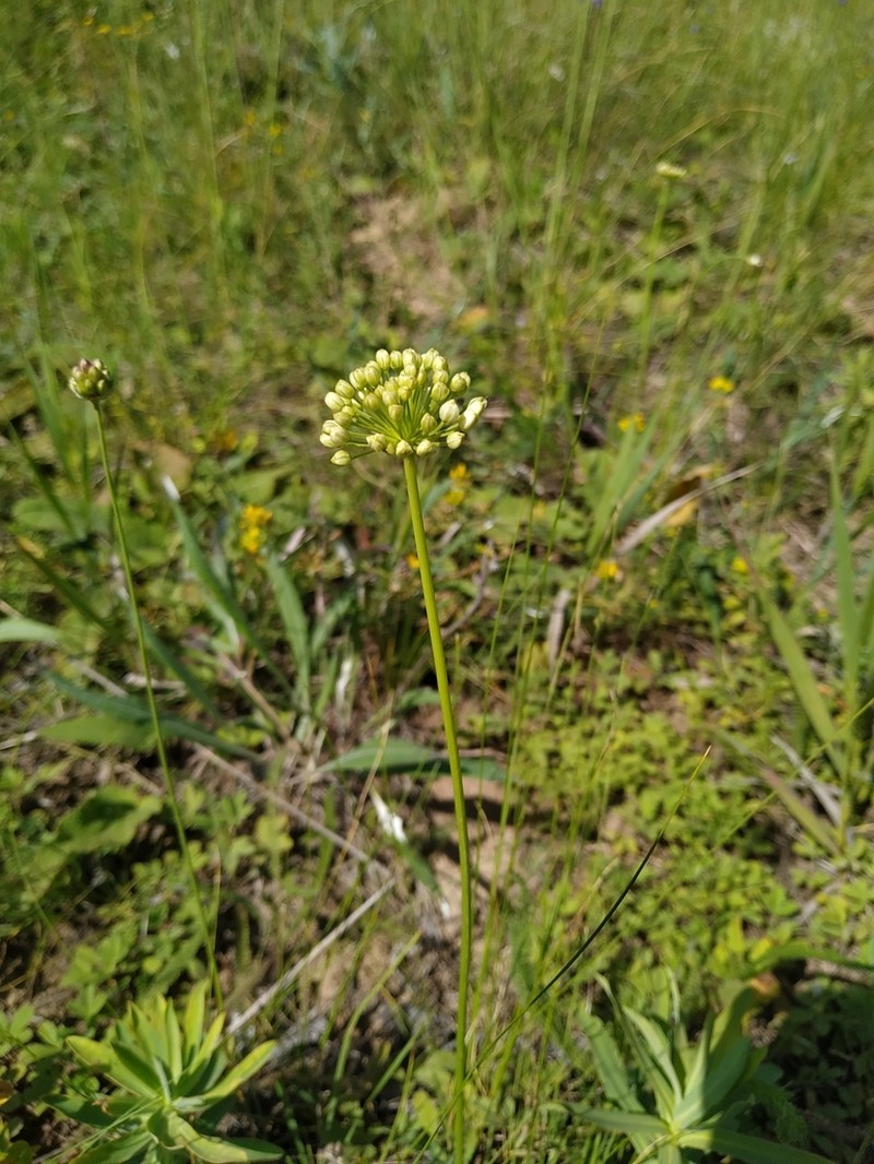 Allium flavescens photo 5