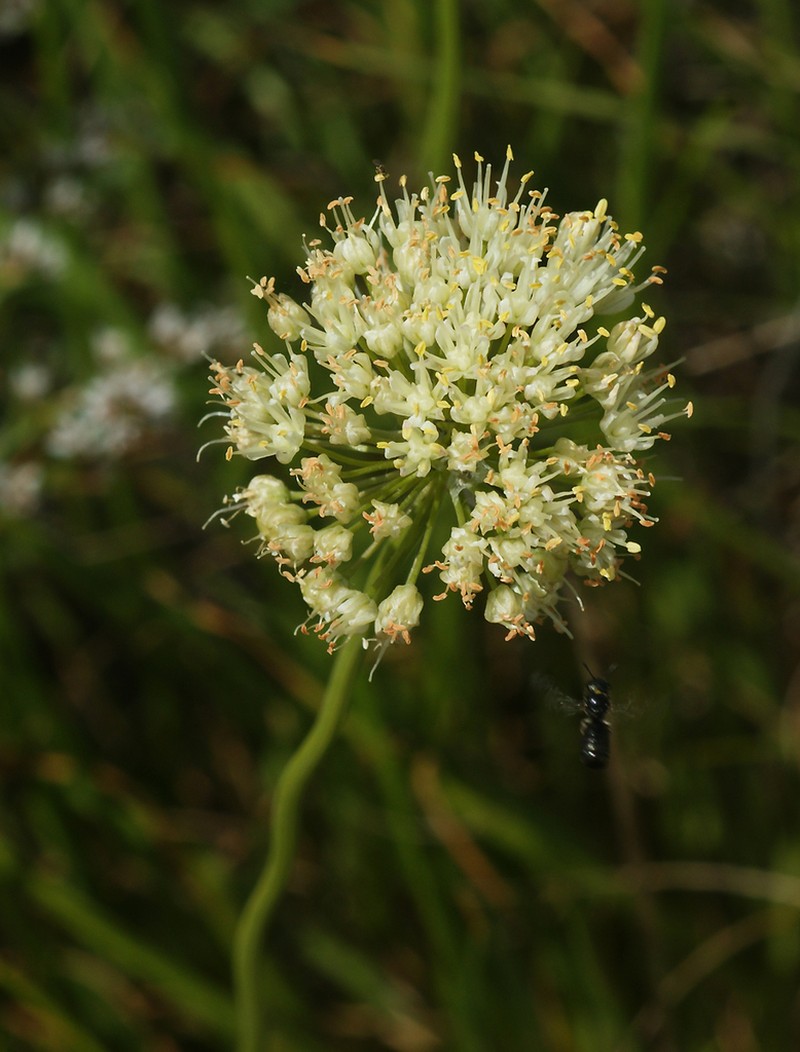 Allium flavescens photo 6