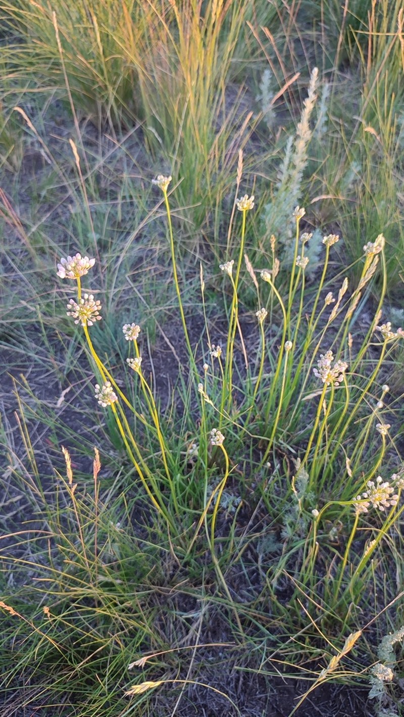 Allium flavescens photo 8