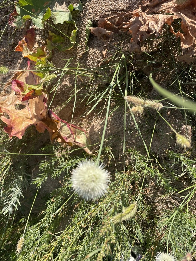 Allium flavidum